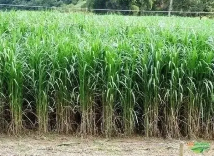 Capim Açu BRS  Embrapa 