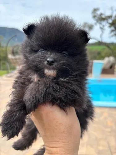 Spitz alemão/ Lulu da Pomerania 