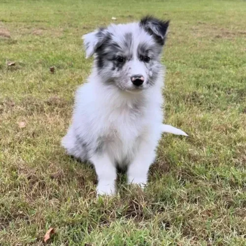Filhotes de Border Collie | Cheio de alegria pra compartilhar!