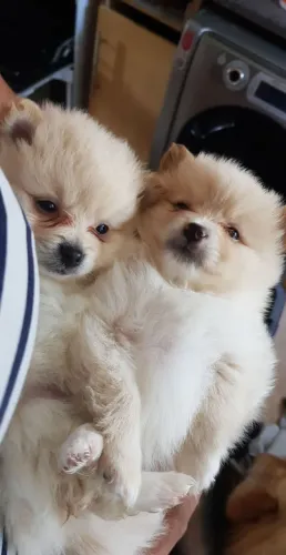 Spitz Alemão mini branquinho e alegre
