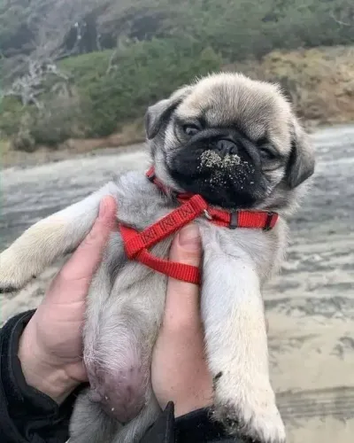Pug filhote - com nariz de areia