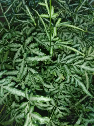 Planta: Samambaia Prata (Pteris cretica Albolineata)