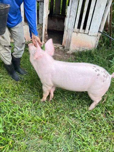 PORCO PIETRAN E LARG WHITE