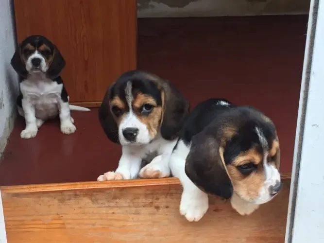 Os mais lindos machinhos de Beagle tricolor filhotes com 58 dias vacinados e com pedigree