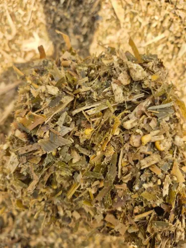 Silagem de Milho de Qualidade 0,95 centavos o kg