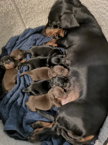Cachorro dachshound filhote