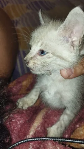 gatinha fêmea