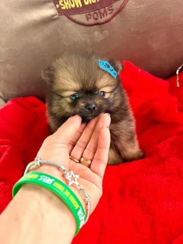 Spitz Alemão Anão, Lulu Da Pomerania 
