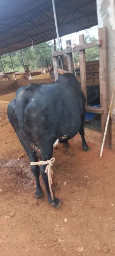 Vaca leiteira 