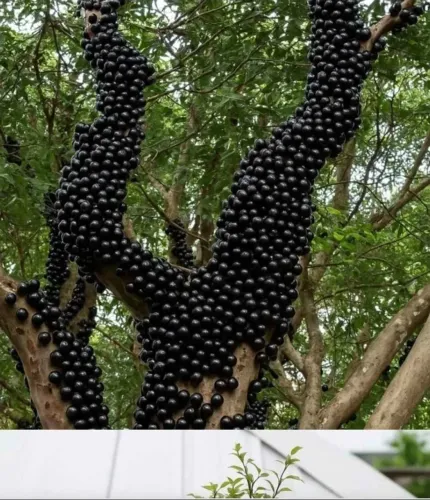 Jaburicabeira ( Árvores frutíferas)