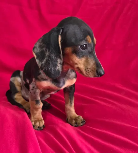 Fêmea Dachshund Arlequim prata