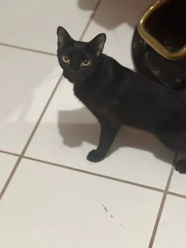 Gata adulta para Adocao 