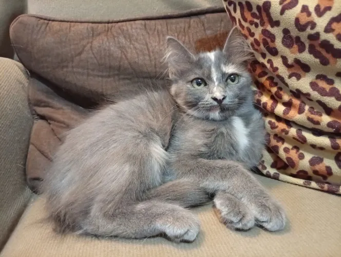 Doa-se filhotes de gatos 