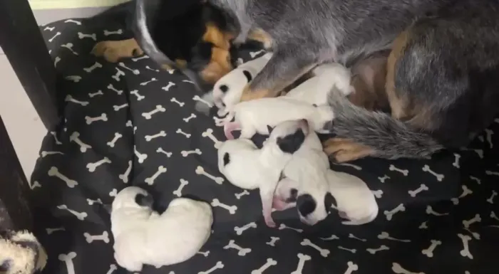 Boiadeiro australiano - Blue Heeler 