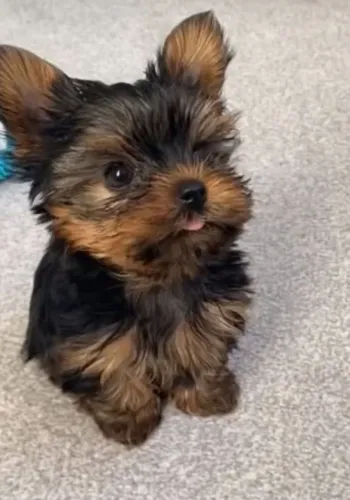 Filhote Yorkshire Terrier, Nada se compara ao amor sincero de um filhote!