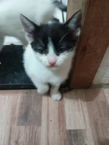 Doação Duas gatinhas