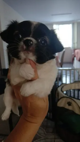 Chihuahua pelo longo