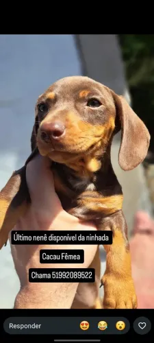 Salsicha chocolate fêmea