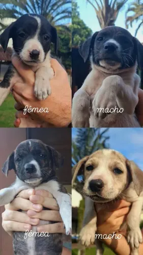 FILHOTES PARA ADOÇÃO RESPOSÁVEL