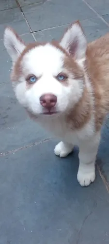 Filhote de Husky Siberiano Wolly