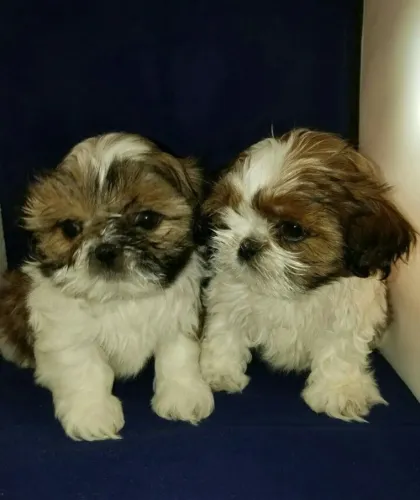 Shih tzu fofo