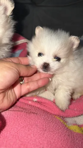 Filhote FÊMEA de Spitz Alemão Anão