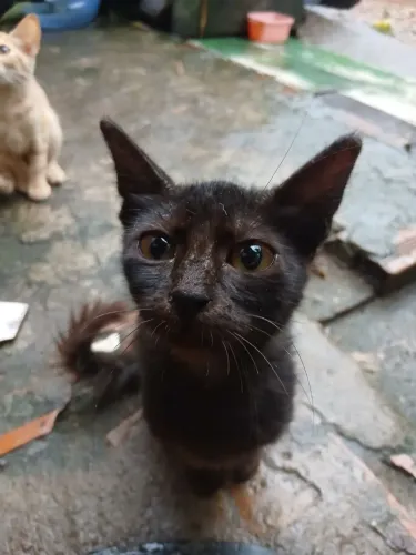 Gatinho pra doação
