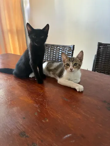 Gatos para adoção