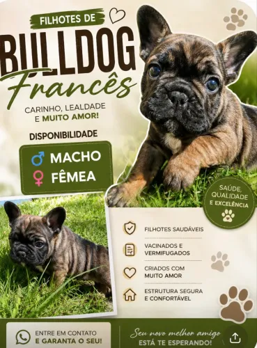 Filhote de Bulldog Francês
