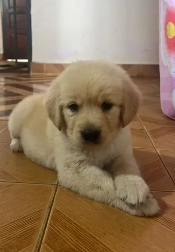 Golden Retriever,Golden Retriever Filhote Selecionado Alta Procedência