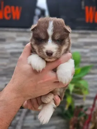 Husky Siberiano 