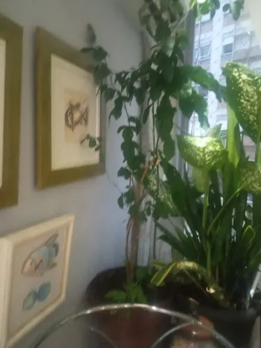 Planta no vaso de limão