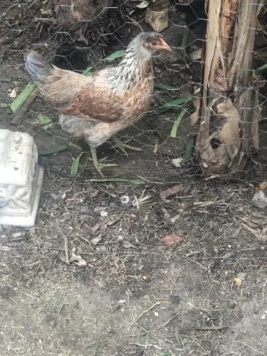 Vendo galinha caipira 