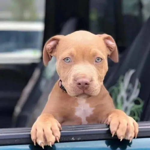 Pitbull - Seu Novo Parceiro De Torcida Está Aqui