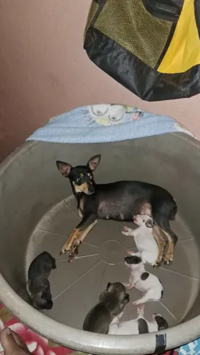 Pinscher Miniatura cor raras
