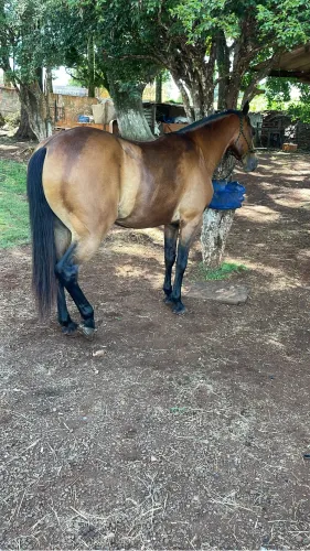 Cavalo quarto de milha