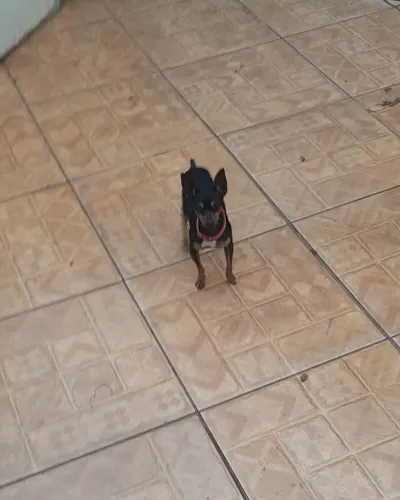 Pinscher macho