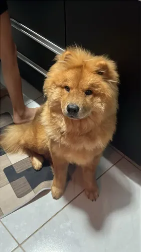 Cachorro chow chow