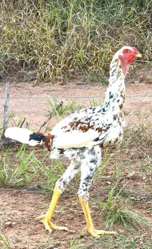 Frango Indio Gigante