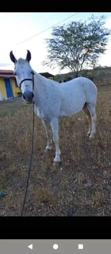 Vendo égua