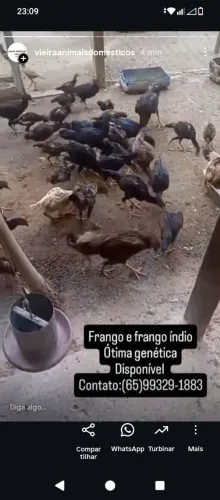 Vendo lindos frangos e frangas índia