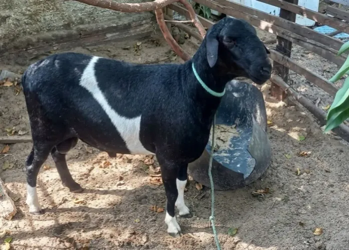  LINDO CARNEIRO DA RAÇA MORADA NOVA APENAS 8 MESES
