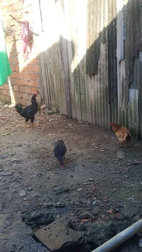 1 galo 2 galinhas