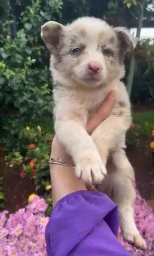 Border collie lindos