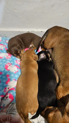 Filhotes de Dachshund para reservar
