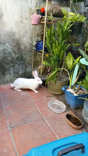 Coelha + 1,8 Kg de Ração 
