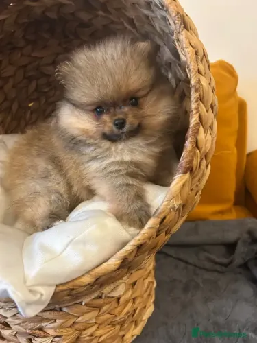 Cãozinho alegre e fofo Spitz Alemão/ Lulu da Pomerânia/ anão/ anãozinho