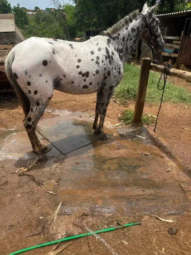 Égua apalossa