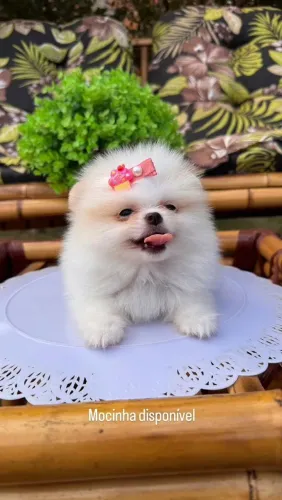 Lulu da Pomerânia fêmeas