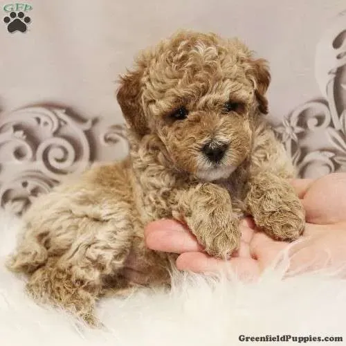 Poodle - Entrega Imediata - Confira